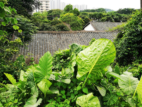 高清拍攝綠色大自然植物
