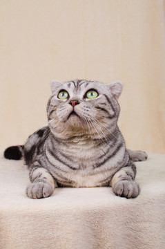 虎斑貓 Tabby