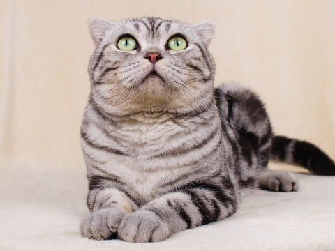 虎斑貓 Tabby