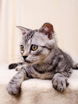 虎斑貓 Tabby