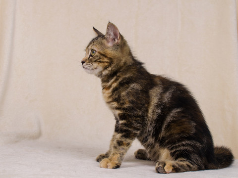 虎斑貓 Tabby