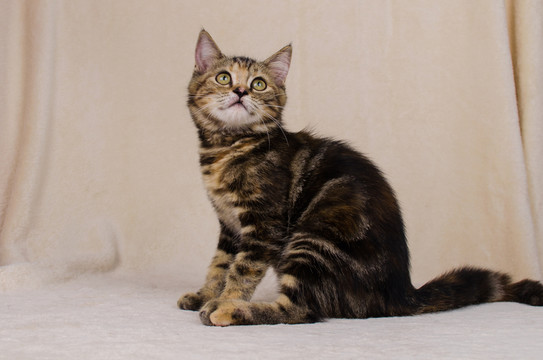 虎斑貓 Tabby