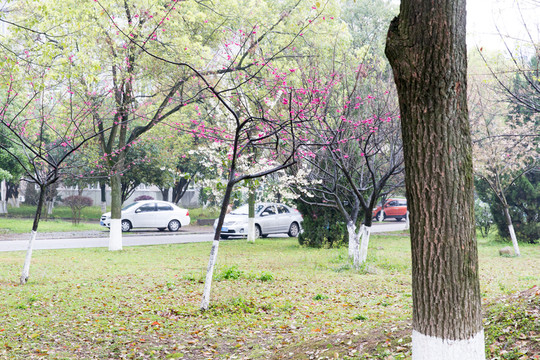 園林景觀 樹木