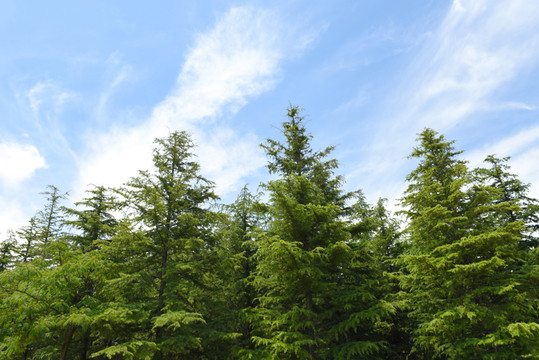 天空 樹(shù)林