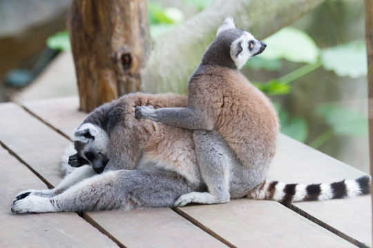 動(dòng)物園 節(jié)尾狐猴