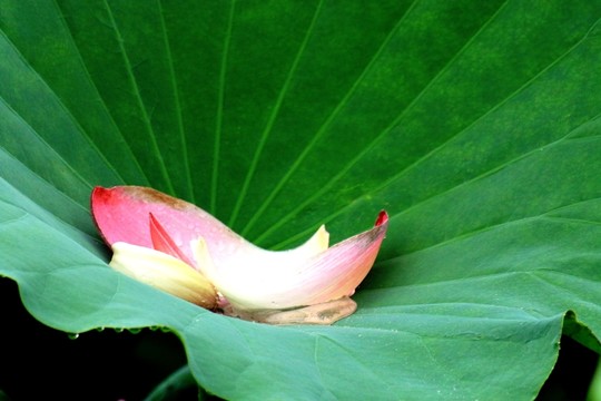 荷花