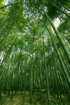 竹子 竹林