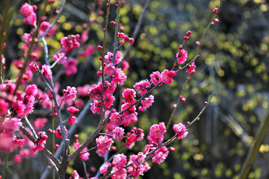 梅花