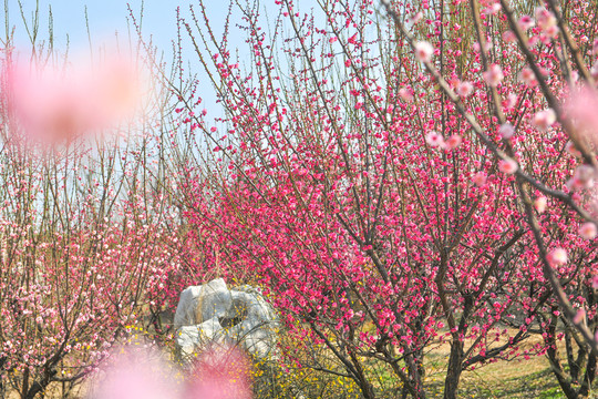 梅花 梅景