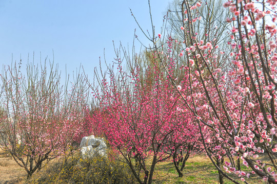 春天園林 梅花 梅景