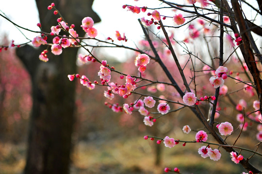 紅梅 梅花 梅園