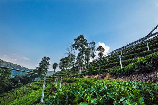 梅家塢 茶山