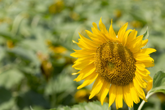 太陽花