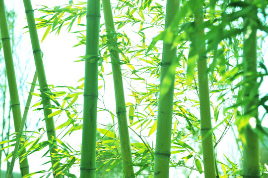 竹林