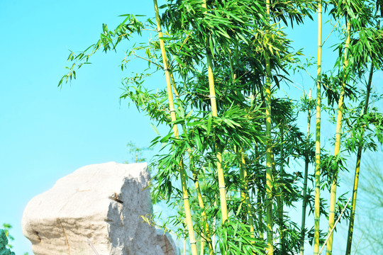 竹  竹子景觀