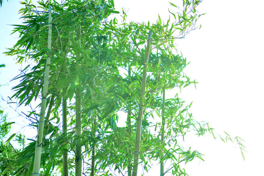 竹林 高清竹子
