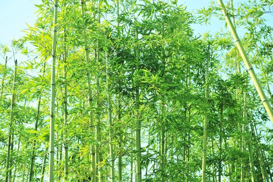 竹林 青竹 翠竹