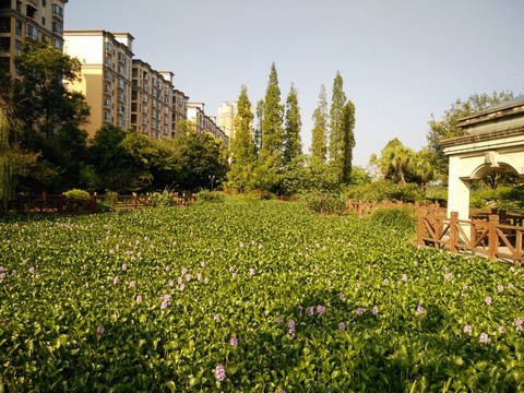 景觀園林