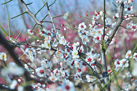 春花滿枝  春天公園