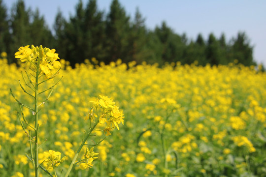油菜花