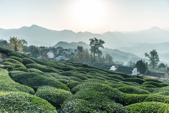 古村茶園