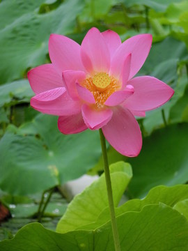 荷花 荷葉