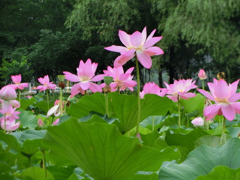 荷花