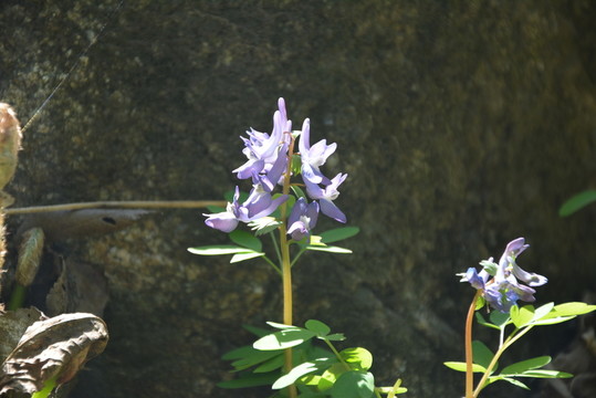 紫色花