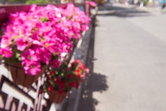 園林花卉 路邊矮牽牛 城市街道