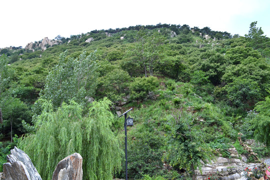 茂密山林