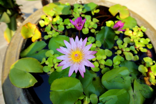 蓮花