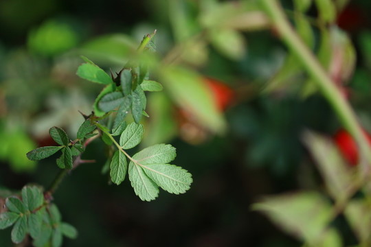 植物蜜蜂