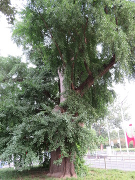 銀杏樹(shù) 古樹(shù)