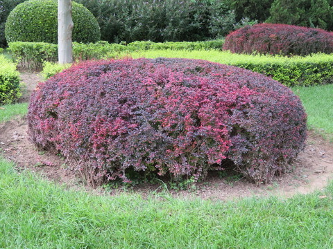 綠化植物 園林植物