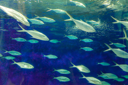 海底魚群 水族館