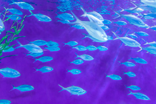 海底魚群 水族館