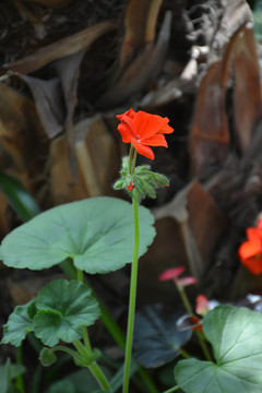 亭亭玉立 紅花