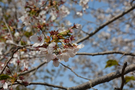 櫻花