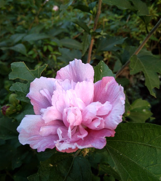 木槿花花卉牡丹花