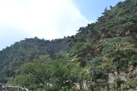 茂密山林