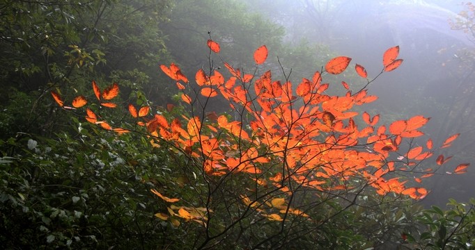 紅葉