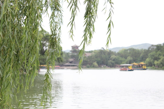 岸邊垂柳