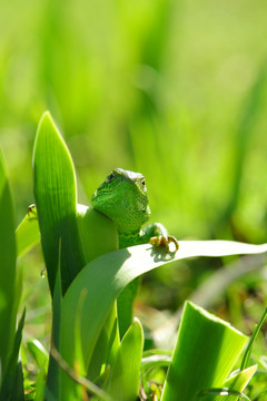 蜥蜴