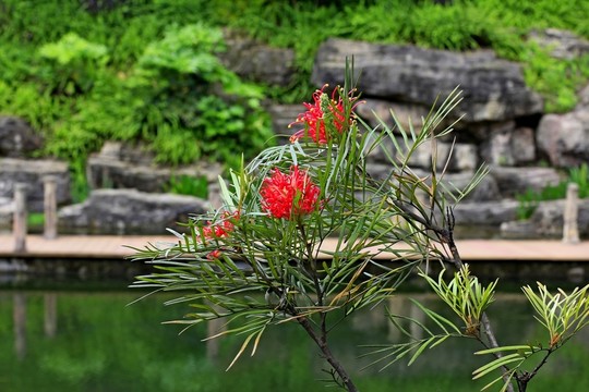 觀音塘濕地公園