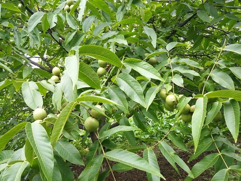 核桃