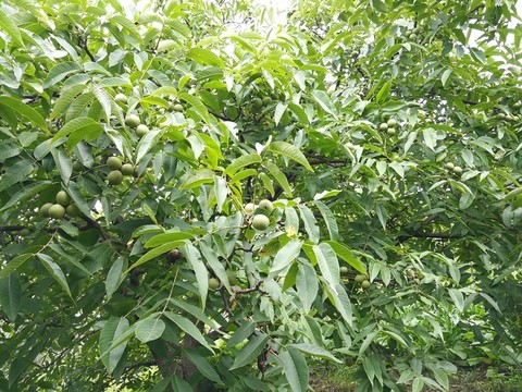 核桃