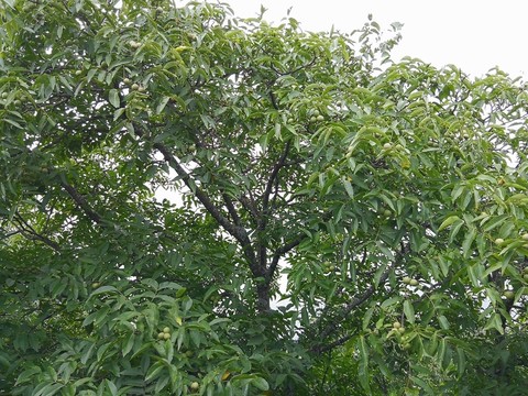 核桃