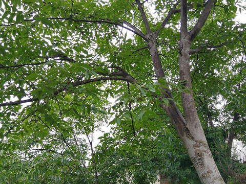 核桃