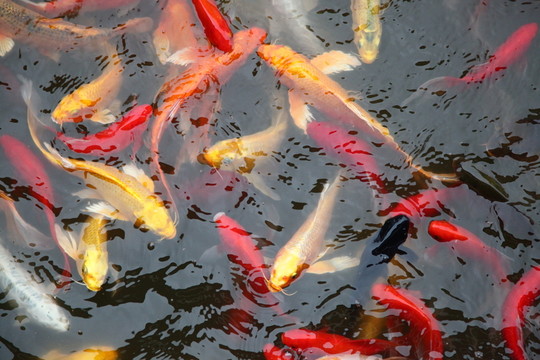 錦鯉