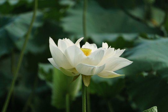 荷花 （34）